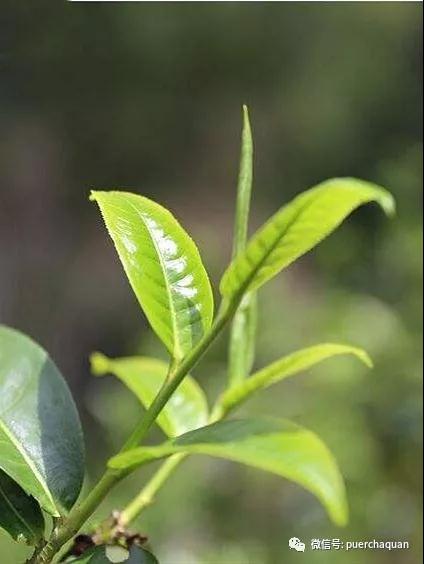 熟苹果——，对焦距离近的镜头，揭示生活中的非凡细节