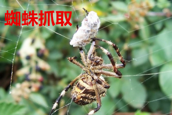 丧尸动漫电影——，不死之身的恐怖与人性的挣扎